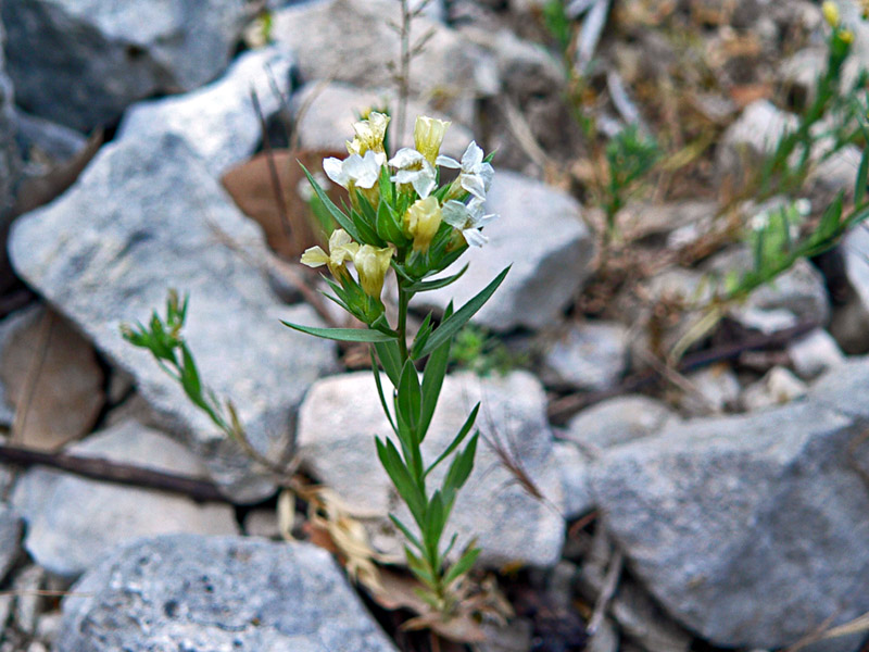 Gratiola officinalis